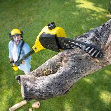 Tree and Shrub Care in Hallsville, MO